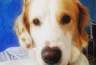 Cani e gatti non si infettano con il  Corona Virus e non lo trasmettono agli esseri umani