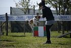 Secondo raduno nazionale Jack Russel Terrier Italia  21 - 22 maggio 2016 dalle ore 10.00