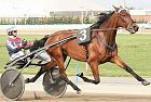 Varenne il cavallo leggenda del trotto muore a 31 anni